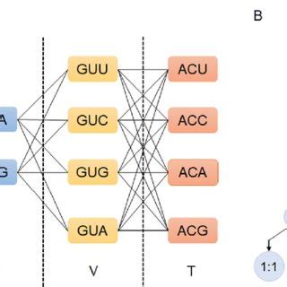 The Sketch Figures Of The Codon Optimization Algorithm A The Demo