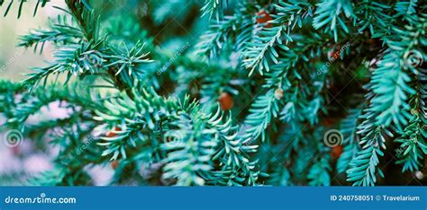 European Yew Tree Taxus Baccata Evergreen Yew Close Up Toned