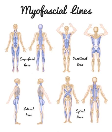 Myofacial Release Innate Vitality