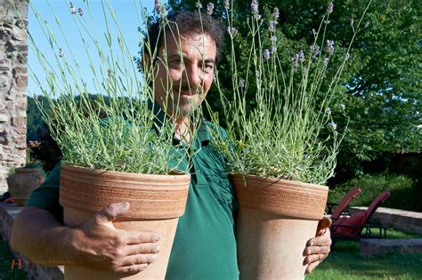 Gartenpflanzen Bl Ten Und Kr Uter Fr Hling Im Garten Klostergarten