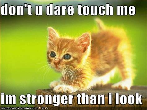 Dont U Dare Touch Me Im Stronger Than I Look Cheezburger Funny