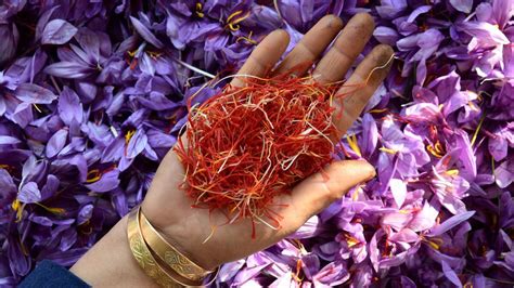 Watch Harvest Season For Pampore S Saffron Farmers The Hindu