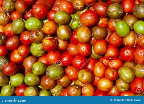 Jocotes in Guatemala, Tropical Fruit, Spondias Purpurea. Central America. Stock Image - Image of ...