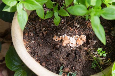 C Scara De Huevo Machacada Usada Como Fertilizante Natural En La Planta