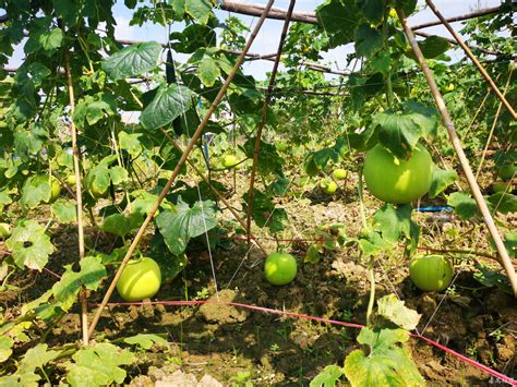 5月6日迎来立夏 在番禺街头田间与初夏相遇