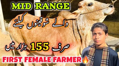 Sirf 155k Me First Female Farmer Mid Range Wala Maal Bakra Eid