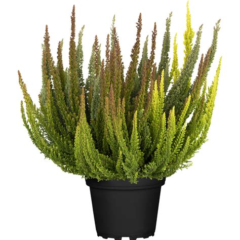 Knospenblüher Heide Skyline Topf Ø ca 13 cm Calluna vulgaris kaufen