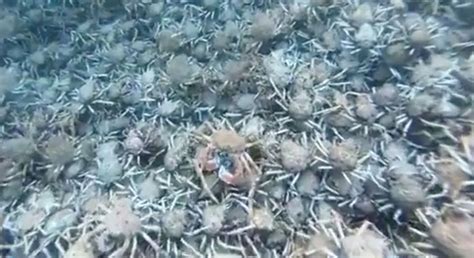 Thousands of Crabs Covering the Ocean Floor is a Terrifying Sight - Eww ...