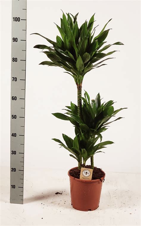 Dracaena Green Jewel 603015 Dr21gj100 Floraxchange