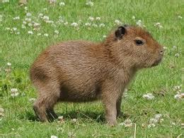 Adaptations - capybara