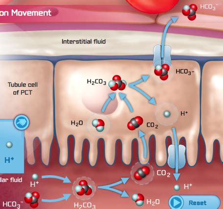 Selective Reabsorption In The Proximal Convoluted Tubule Flashcards