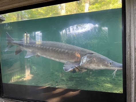 Herman The Sturgeon And A Few Others I Took A Few Pictures Today To