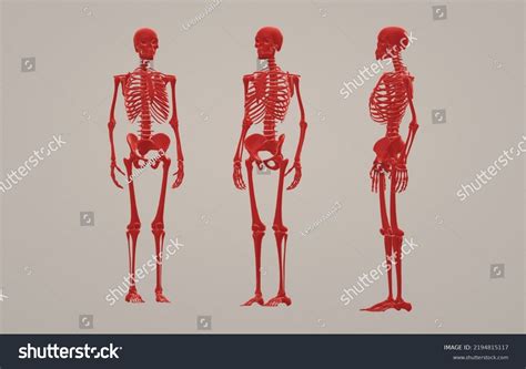 Skeleton Human Anatomy Man Open Pose Stock Illustration 2194815117 ...