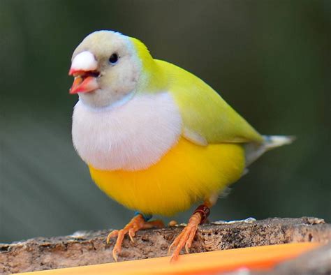 Yellow Head Australian Yellow Gouldian finch - Google'da Ara | Gouldian