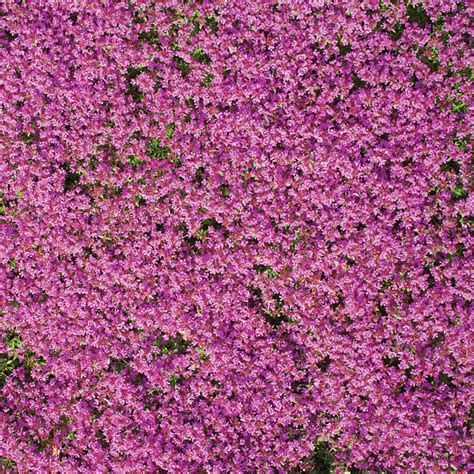 Creeping Thyme Ground Cover Flower Seed Mat Collections Etc