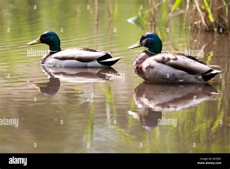 Mallard duck habitat hi-res stock photography and images - Alamy