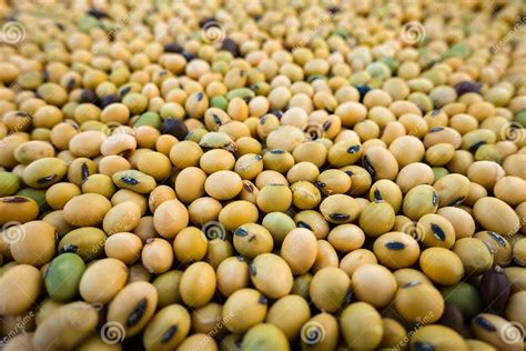 Organic Whole Soybean Glycine Max Or Soya Bean Dal In Th Legume