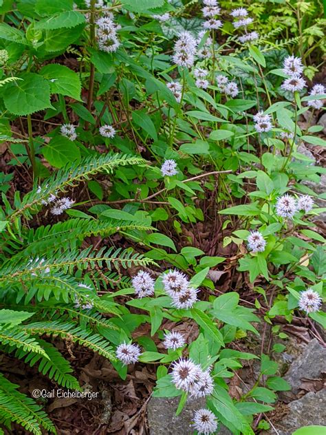 clay and limestone: Wildflower Wednesday: Blephilia subnuda