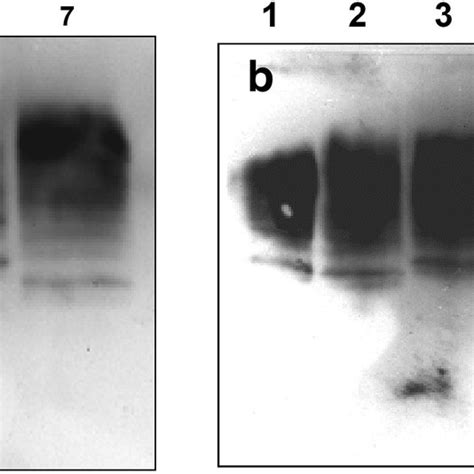 SDS PAGE Of Glycosylated A And N Deglycosylated B IFN Variants IEF