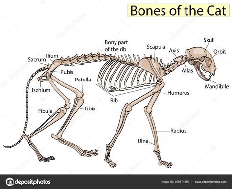 Esqueleto De Gato Vetor Veterin Rio Osteologia Do Gato Ossos Vetor Es