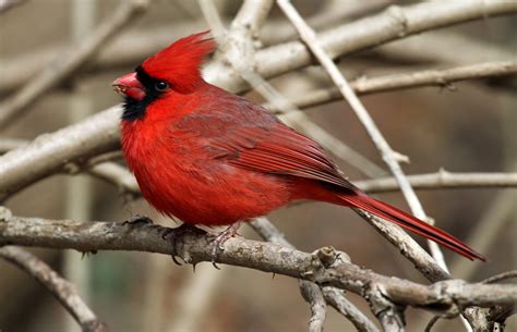 Cardinal Bird Wallpaper - WallpaperSafari