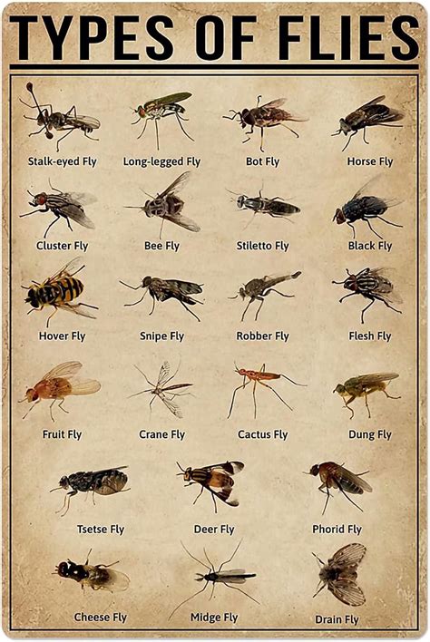 JIUFOTK Flies Knowledge Metal Tin Signs Types Of Flies Vintage Metal