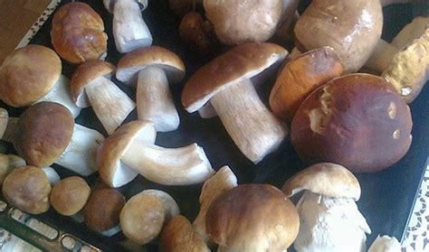 Comment Congeler Les C Pes Chasse P Che Et Champignons Un Magazine