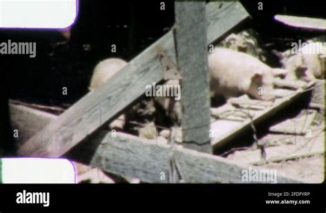 HOGS AT TROUGH Pigs Pig Farm 1960 Vintage Old Film Home Movie Footage