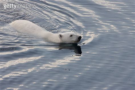 Polar Bear Swimming In The Arctic Ozean