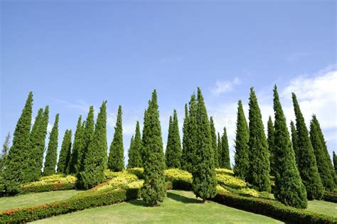 Row Of Pine Trees Stock Image Image Of Pattern Green 12751429