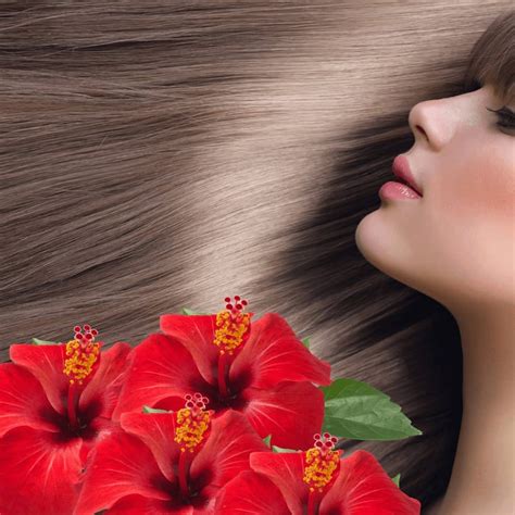 Hibiscus For Hair And Growth Benefits Uses Side Effects