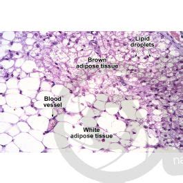 Rat Multilocular Adipose Tissue Transverse Section 125X