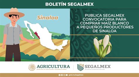 Publica SEGALMEX convocatoria para comprar maíz blanco a pequeños