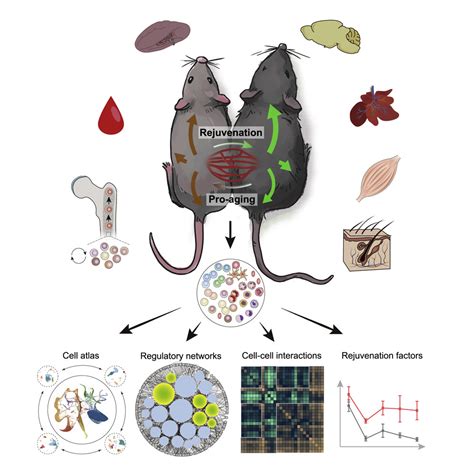 Young Blood Heterochronic Parabiosis Rejuvenated Adult Stem Cells