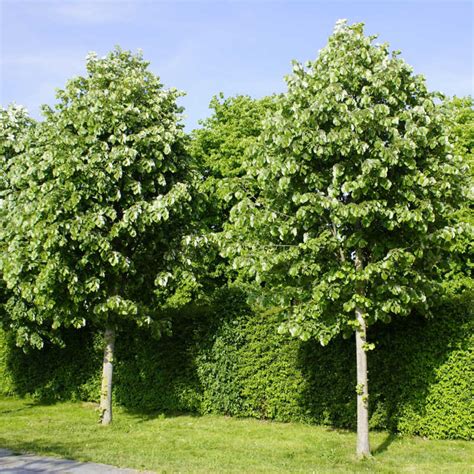 semillas de tilo plateado tilia tomentosa  original garden