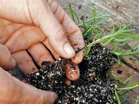 Come Coltivare La Lavanda In Vaso Sul Balcone O In Giardino La Guida