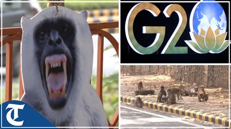 G20 Summit Delhi Decorated With Life Size Langur Cutouts To Fight