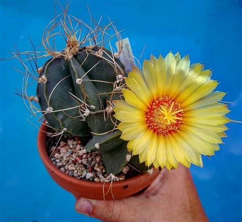 Astrophytum Capricorne Aureum Bic Falo