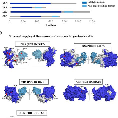 List Of Disease Associated Mutations In Human Mitochondrial Aarss