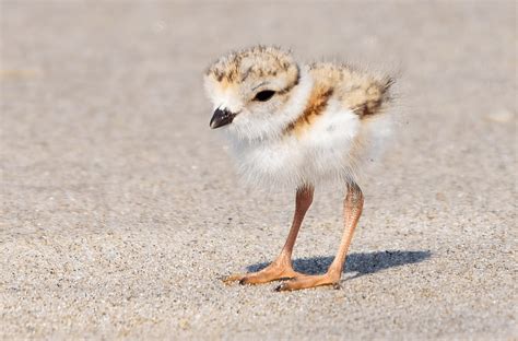 Piping Plovers: The Adorable Shorebird That Everyone Wants to Save