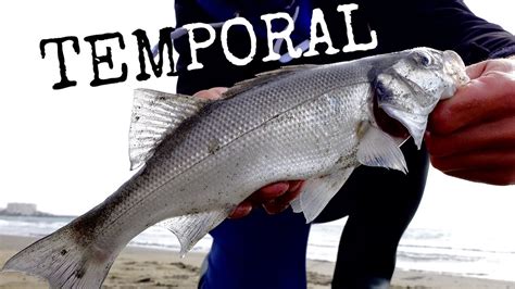 Pesca A SURFCASTING LUBINAS En Temporal Fishing Seabass YouTube