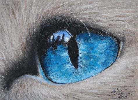 Cat Eyes Drawing, Pencil, Sketch, Colorful, Realistic Art Images ...