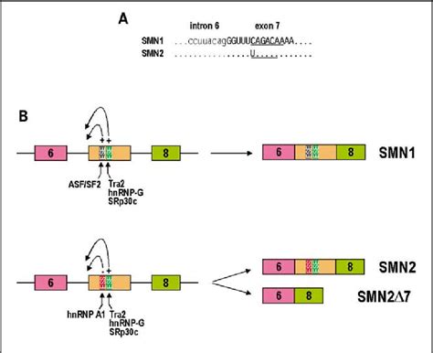 Figure 1 from Regulation of Alternative RNA Splicing by Exon Definition ...