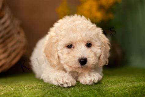 Bichon Poo Full Grown