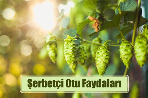 Erbet I Otu Faydalar Nelerdir