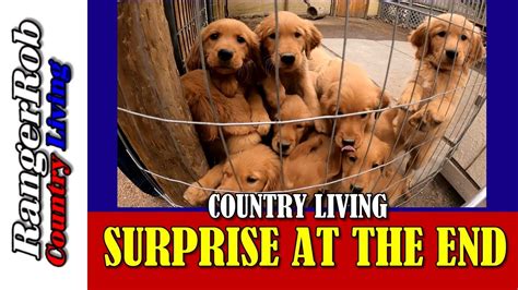 Discover The Unexpected Twist Homestead Chores And Red Gold Retrievers