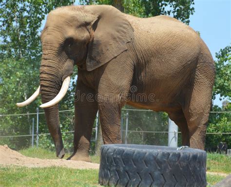 At the Zoo African Elephants Stock Image - Image of mammal, animal ...