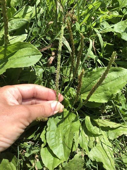 Broadleaf Plantain Edible Parts