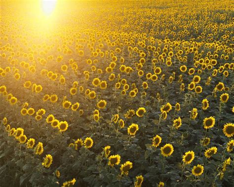 Explore 70+ Acres Of Sunflowers At This Farm 40 Miles From D.C.