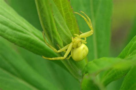 Veränderliche Krabbenspinne Misumena vatia